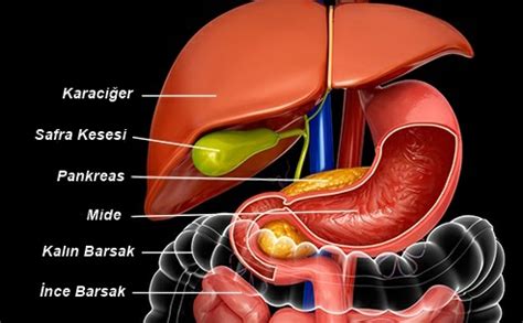 pankreas rahatsızlığına hangi bölüm bakar
